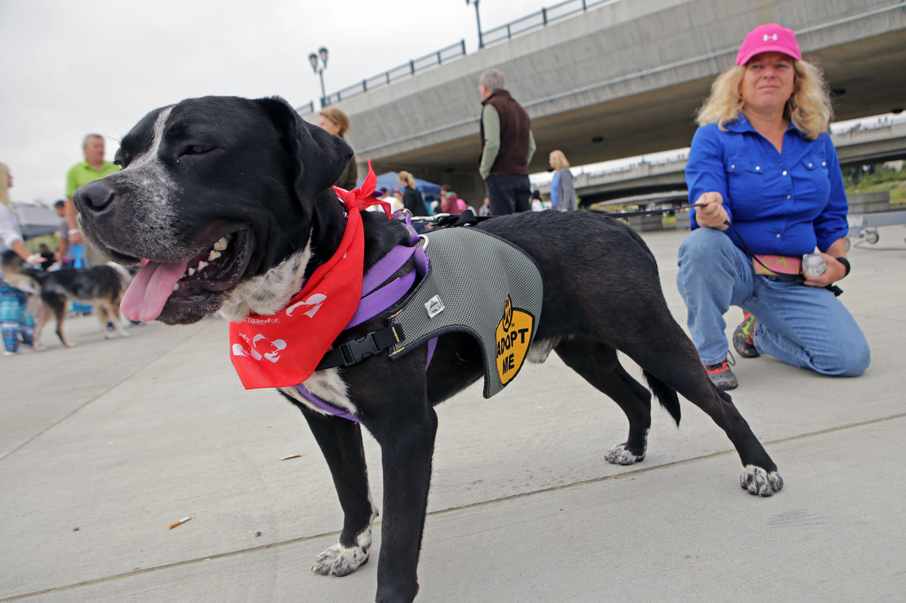 Napa Humane's Walk for Animals 2016